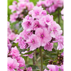 Флокс Зенобия (метельчатый)