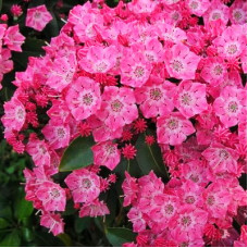 Кальмия широколистная Бикон