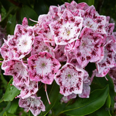 Кальмия широколистная Идеал