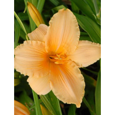 Лилейник гибридный Бали Хай
