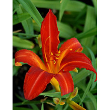 Лилейник гибридный Кэмпфайр Эмберс