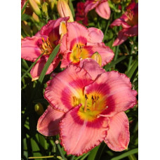 Лилейник гибридный Дресс Пинк