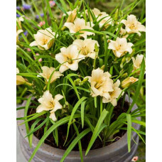 Лилейник гибридный ЭвериДейлили Крим