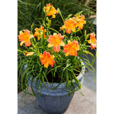 Лилейник гибридный ЭвериДейлили Панч Йеллоу