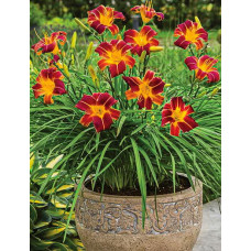 Лилейник гибридный ЭвериДейлили Ред Рибз