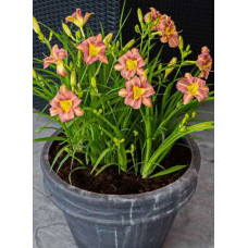 Лилейник гибридный ЭвериДейлили Роуз