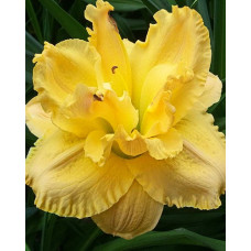 Лилейник гибридный Форевер Юнг