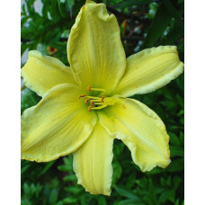 Лилейник гибридный Фрейгрант Рефлекшн