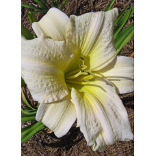 Лилейник гибридный Айс Карнивал