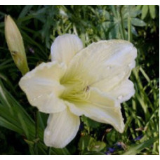 Лилейник гибридный Айскэп