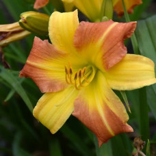 Лилейник гибридный ЭвериДейлили Панч Йеллоу 