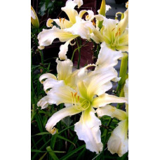 Лилейник гибридный Хевенли Эйнджел Айс