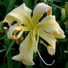 Лилейник гибридный Хевенли Керлз