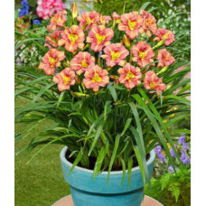 Лилейник ЛонГо Ориндж (гибридный)