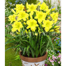 Лилейник гибридный ЛонГо Йеллоу