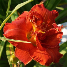 Лилейник гибридный Мозес Файр