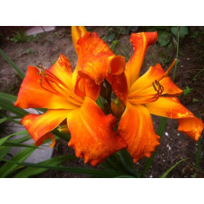 Лилейник гибридный Праймал Скрим