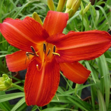 Лилейник гибридный Анзак