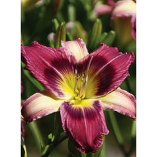 Лилейник гибридный Мэджик Дансер 