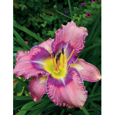 Лилейник гибридный Милдред Митчел