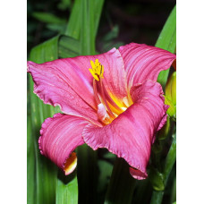 Лилейник гибридный Саммэ Вайн