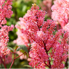 Астильба Лоллипоп (Арендса)