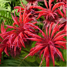 Монарда гибридная Гадэнвью Скарлет