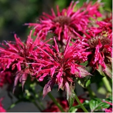 Монарда гибридная Махогани