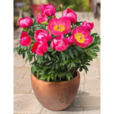 Пион травянистый Афины (для патио)