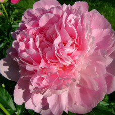 Пион Диннер Плате 