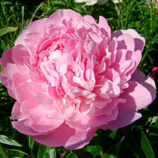 Пион травянистый Диннер Плейт