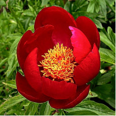 Пион Эрли Скотт