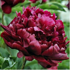 Пион травянистый Хайлайт