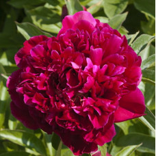 Пион травянистый Инспектор Лаверн