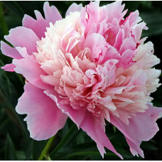 Пион травянистый Ивнинг Дрим