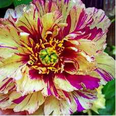 Пион Лоллипоп (ИТО-гибриды)