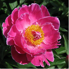 Пион Август Десерт 