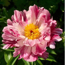 Пион Пинк Луау