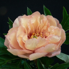 Пион ИТО-гибрид Кенари Бриллиантс 