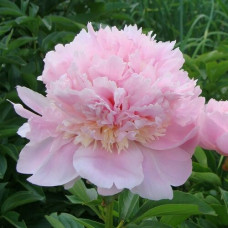 Пион молочноцветковый Энджел Чикс