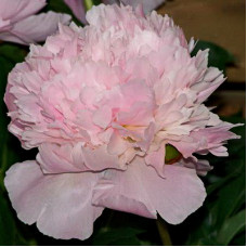 Пион травянистый Алерти