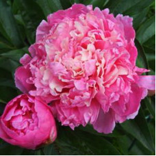 Пион травянистый Аннамике