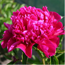 Пион травянистый Биг Бен