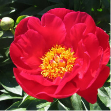 Пион травянистый Блейз