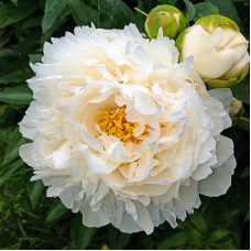 Пион травянистый Гардения