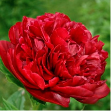 Пион травянистый Генри Бокстос