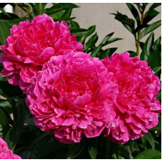 Пион травянистый Канзас