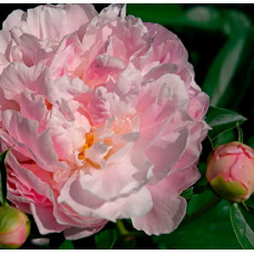 Пион травянистый Катерина Фонтейн