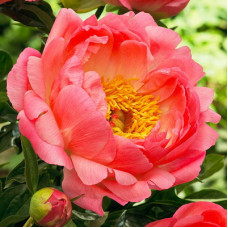 Пион травянистый Корал Сансет