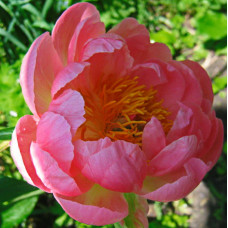 Пион травянистый Корал Суприм